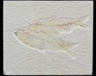 Multiple Knightia Fossil Fish Plate - x #42441-1
